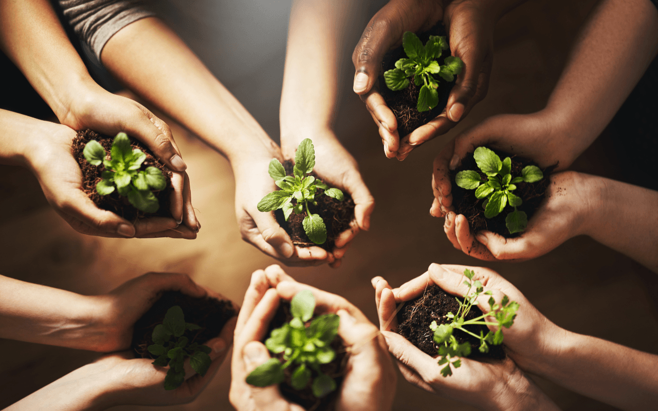 Mãos de diferentes pessoas segurando mudas de plantas, destacando o papel da agricultura sustentável no cultivo responsável e na colaboração comunitária.